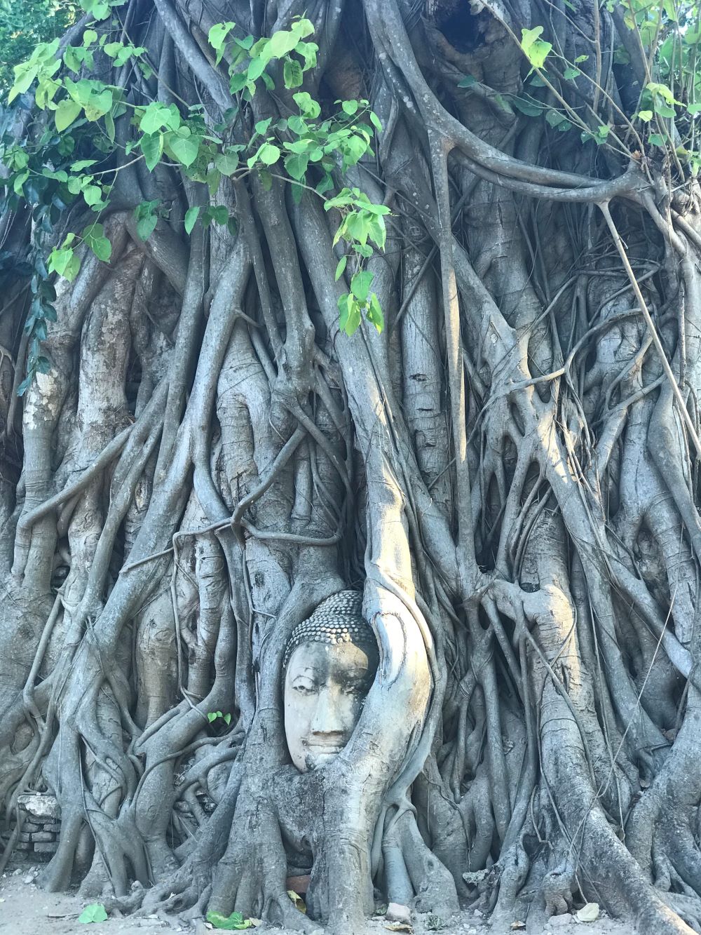 sculpture bouda dans un arbre